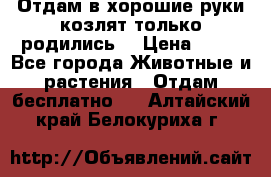Отдам в хорошие руки козлят.только родились. › Цена ­ 20 - Все города Животные и растения » Отдам бесплатно   . Алтайский край,Белокуриха г.